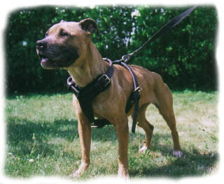 KEEP KING 5 buckle harness