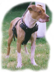 KEEP KING 5 buckle harness