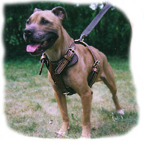 ROAD KING 5 buckle harness