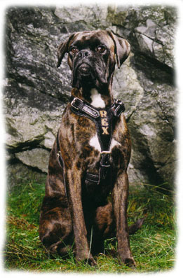 A fine BOXER with ROADKING