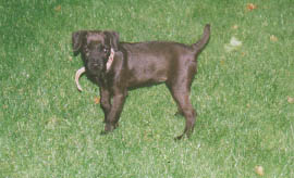 ROXIE 